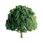 Jtt96017 5 0-scale Scenery Jtt Tree Oak Series Professional 96017 "