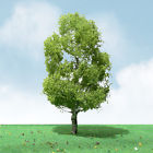 Jtt92409 92409 Jtt Scenery Products Birch Tree Per Package