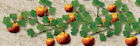 7345605 95532 Jtt Scenery Products Scale Pumpkins 734560955325