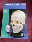 Vintage New Skilcraft Human Skull Life Size Anatomy Model Kit With Movable Jaw. Fixed Price $59.99.