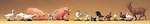 Preiser Animals Assorted, Small PKG(19) 94N 65326. Fixed Price $47.98.