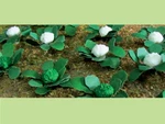Mrc Jtt Scenery Broccoli Cauliflowers Garden Plant 5/8" Width Train 20PK 95530. Fixed Price $8.39.
