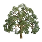 Jtt Scenery 96043 Professional Tree Scale Live Oak 5" 1 Per Pack. Fixed Price $17.14.