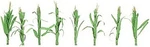 Jtt Corn Stalks - Scale Model Railroad Farm Scenery #95553. Fixed Price $10.33.