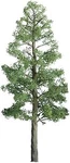 Jtt Pine Trees - Scale Model Railroad #94291. Fixed Price $19.17.