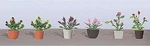 Jtt Assorted Potted Flower Plants - Set #1 Scale Model Railroad. Fixed Price $12.51.