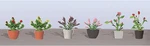 Jtt Assorted Potted Flower Plants Set #1 PKG(6) 05-95566. Fixed Price $14.98.
