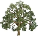 Jtt Live Oak - Scale Model Railroad Tree #96043. Fixed Price $16.66.