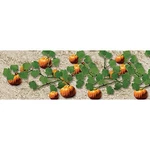 Jtt Scenery Products 95532 Pumpkins, 2.5" Long (6) Scale. Fixed Price $12.61.