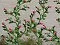 Jtt 95540 Rose Vines Scale 2-1/2" 6PK. Fixed Price $9.99.